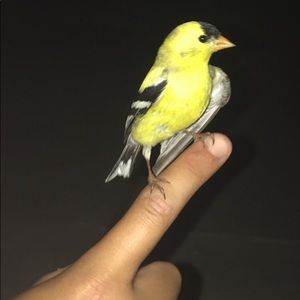 Meet your Posher, Joe